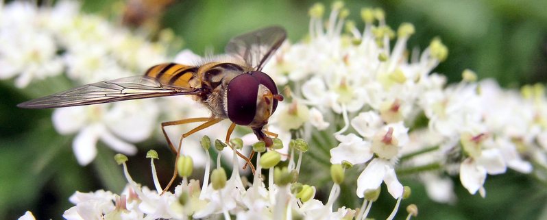 Hoverfly - Top 10 beneficial insects for your garden or allotment 