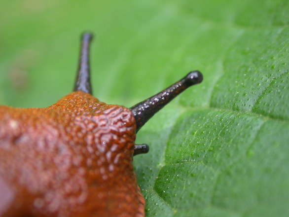 Dealing with slugs