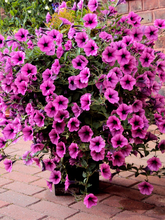 Pick the right plants for your hanging baskets
