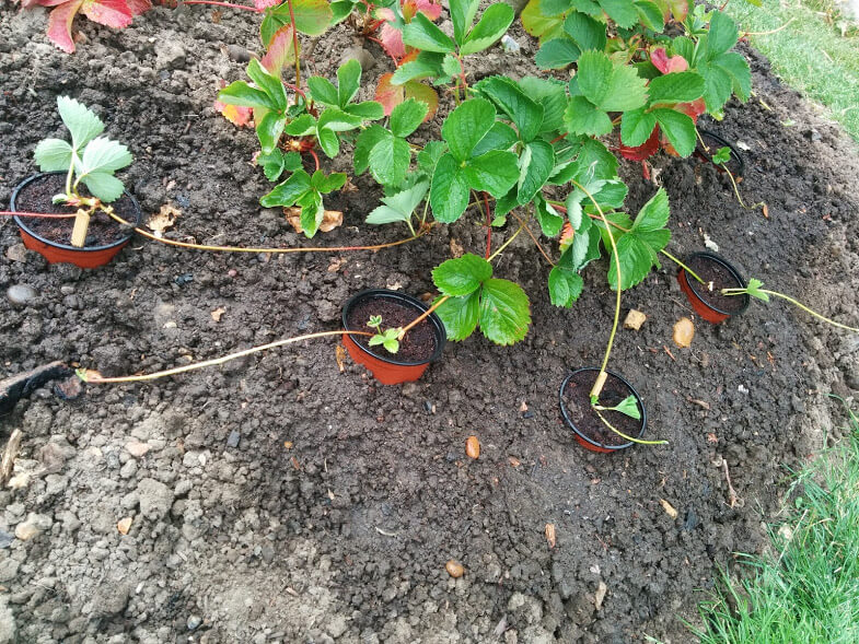 cultivating-strawberry-plants-2