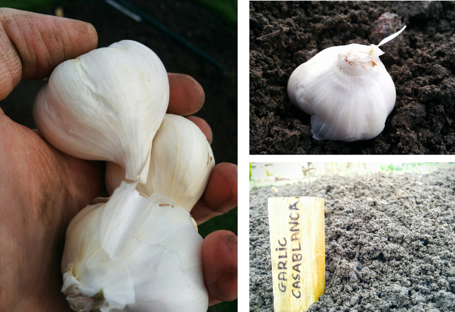 Planting Garlic: Casablanca