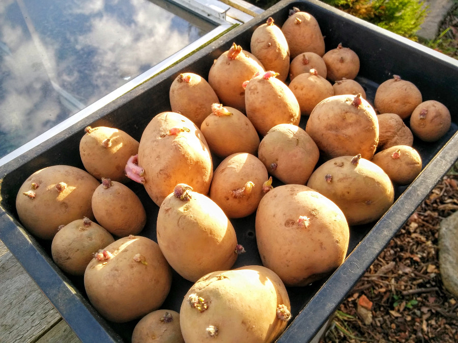 chitting-first-early-potatoes