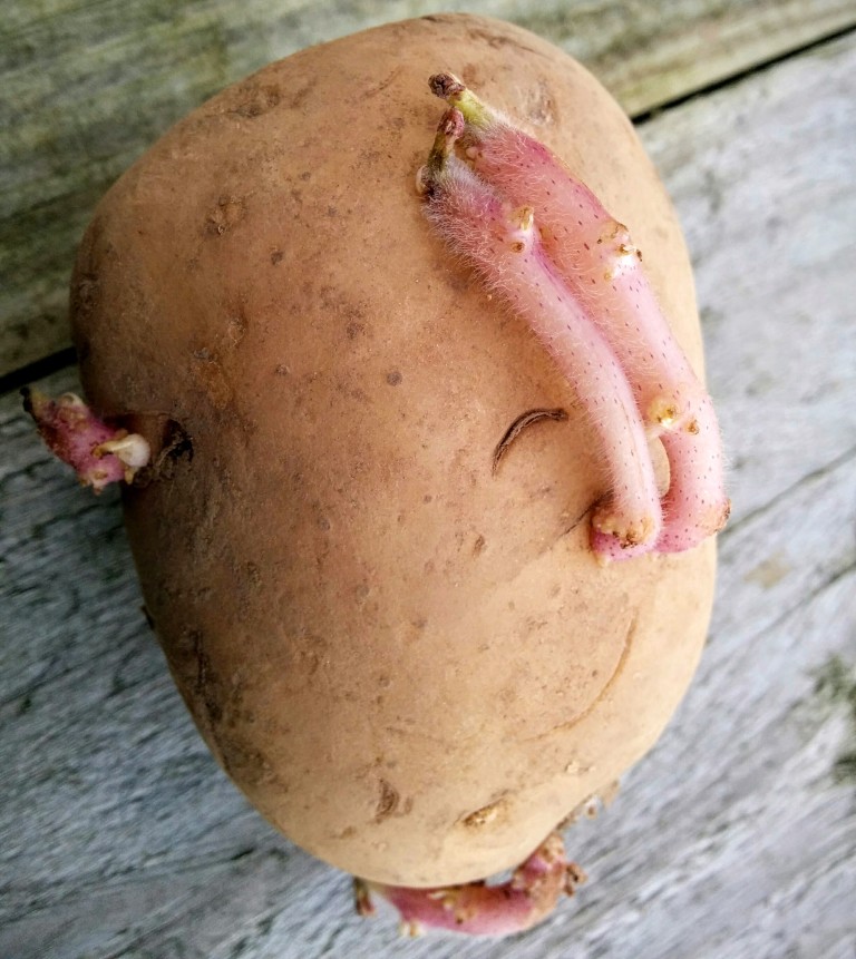 Chitting Potatoes: Pentland Javelin (first early)