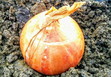 Planting Shallots: Red Sun and Golden Gourmet