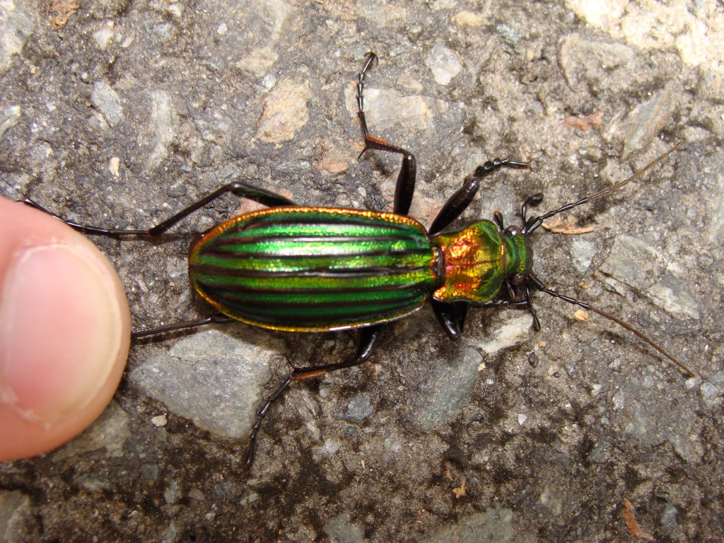 Ground beetles - Top 10 beneficial insects for your garden or allotment 