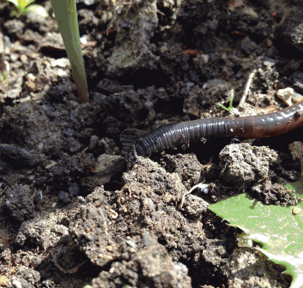 How worms help with composting