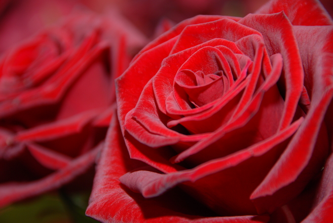 The meaning of every rose colour