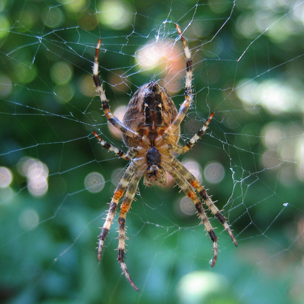 Spiders - Top 10 beneficial insects for your garden or allotment 