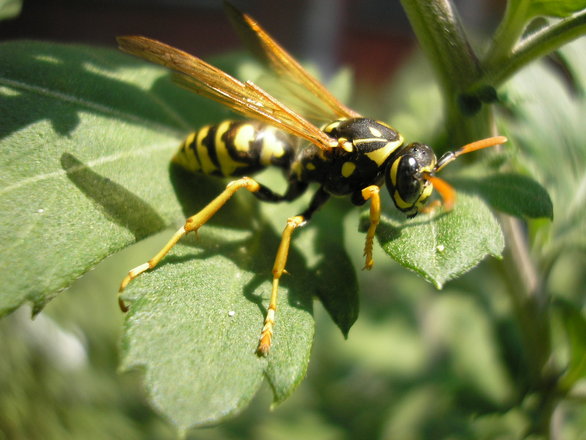 Wasps - Top 10 beneficial insects for your garden or allotment 