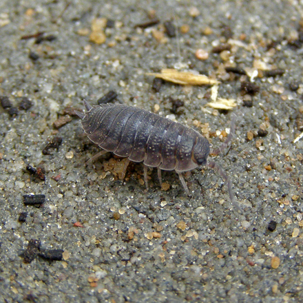 Woodlice - Top 10 beneficial insects for your garden or allotment 