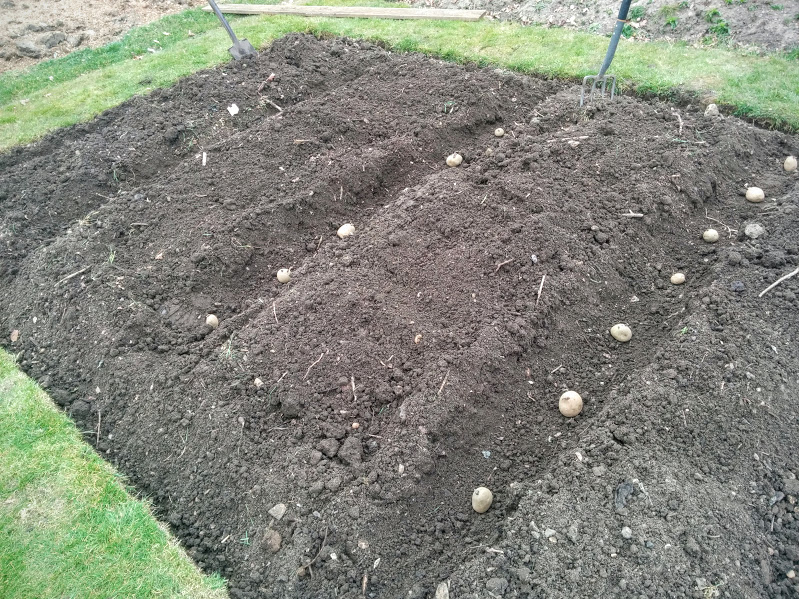 Planting First Early Potatoes: Petland Javelin