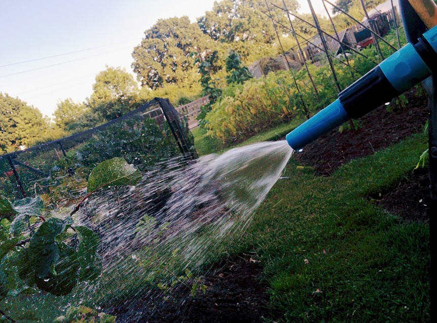 Hosepipe ban: Tips on How to save water when growing your own