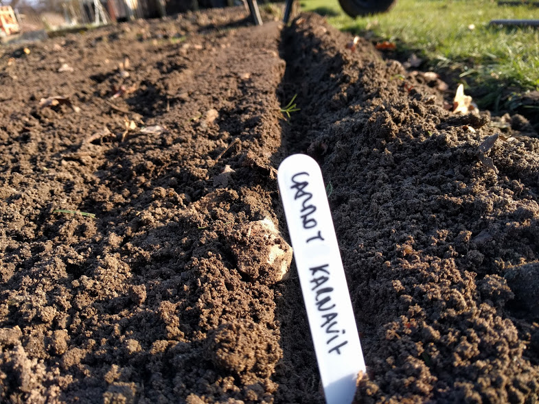 Sowing Daucus carota Karnavit Carrots