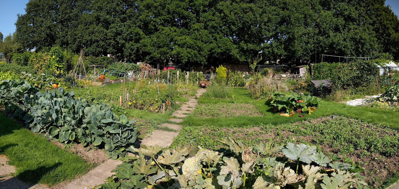 Top 10 things to do when starting an allotment