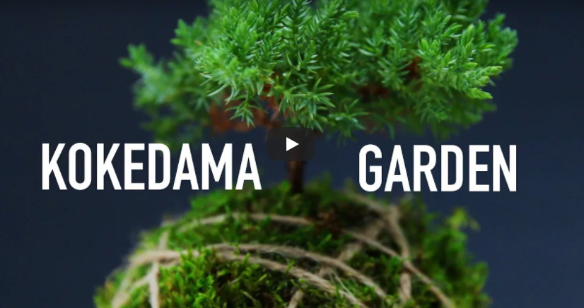 10 Favourite Gardening Buzzfeed videos #2