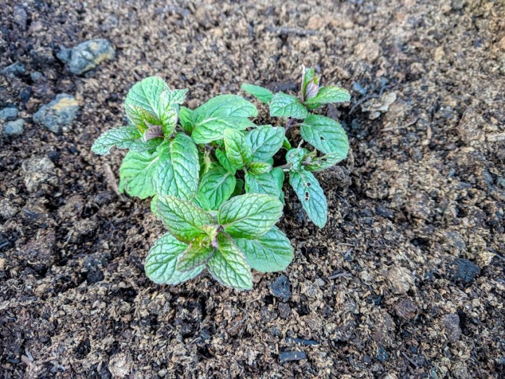 Cultivating mint