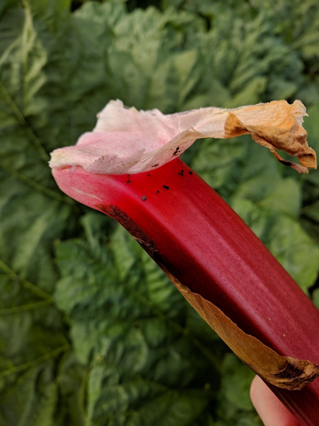 Picking Rhubarb