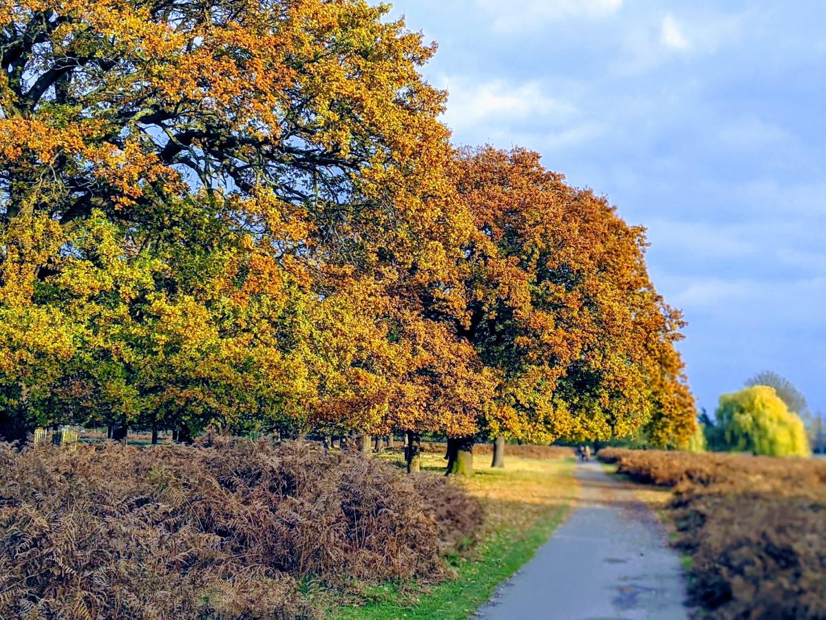 Autumn colours at Bushy Park, Hampton