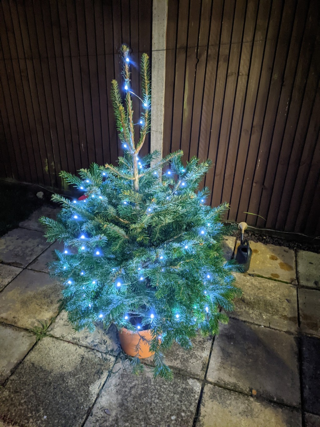 Dealing with a potted Christmas Tree