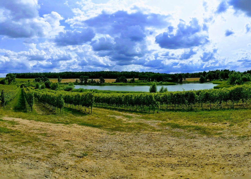 A visit to the Turnau vineyard, Poland